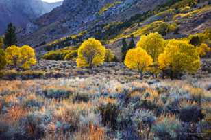 Aspens along June Lake road-0500 Aspens along June Lake road-0500